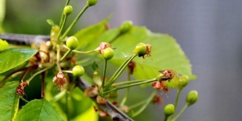 Zašto trešnje otpadaju sa jajnika
